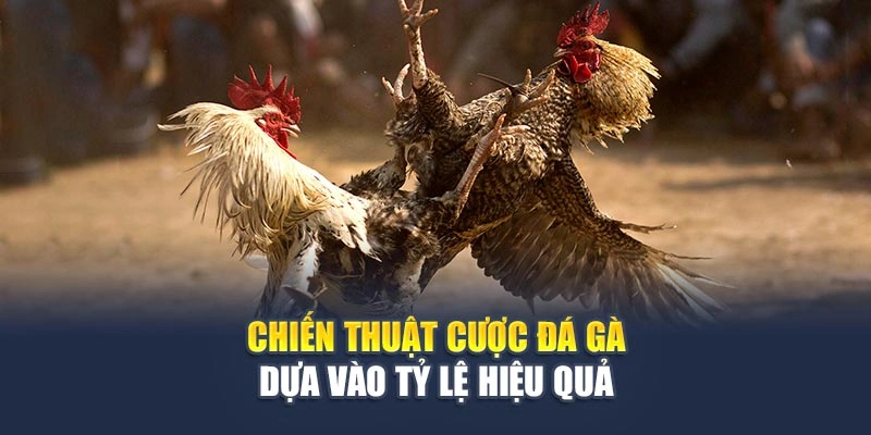 Chiến thuật cược đá gà dựa vào tỷ lệ hiệu quả